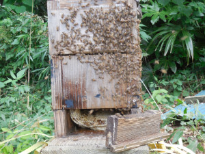 日本ミツバチ　蜜収穫